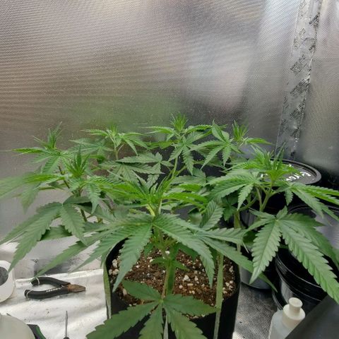 Bruce Banner Fast #2 growlog timeline photo