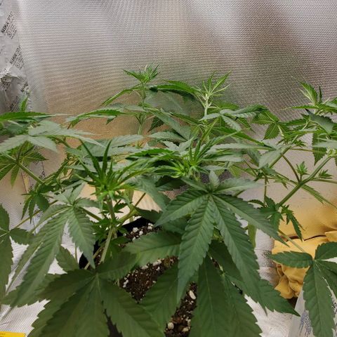 Bruce Banner Fast #2 growlog timeline photo