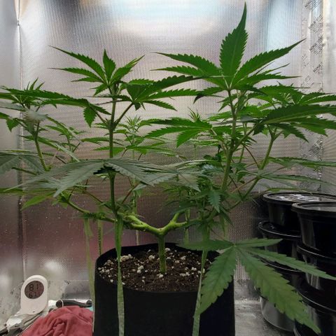 Bruce Banner Fast #2 growlog timeline photo