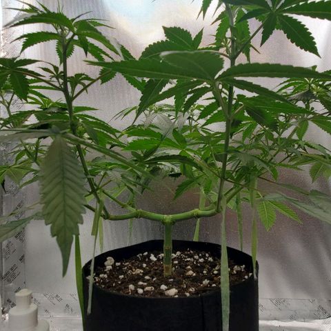 Bruce Banner Fast #2 growlog timeline photo