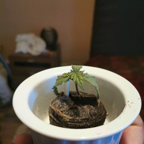 Royal Moby #2 growlog timeline photo