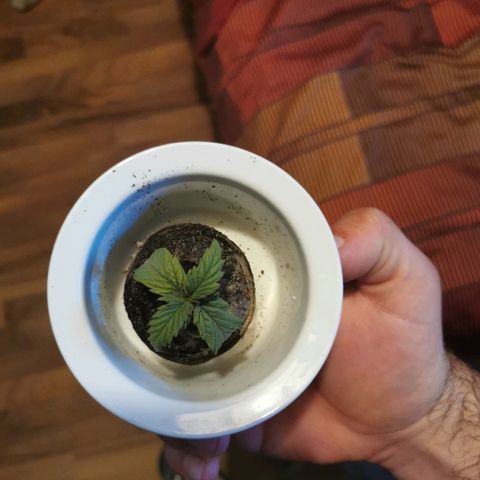 Royal Moby #2 growlog timeline photo