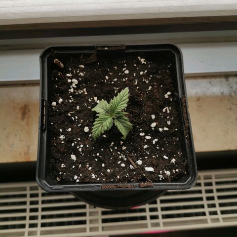 Royal Moby #2 growlog photo: Wurzelspitzen aus Jiffy heraus -> umgetopft in 13x13cm