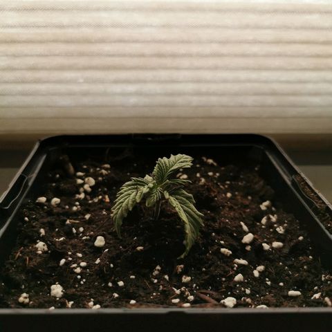 Royal Moby #2 growlog photo: Wurzelspitzen aus Jiffy heraus -> umgetopft in 13x13cm