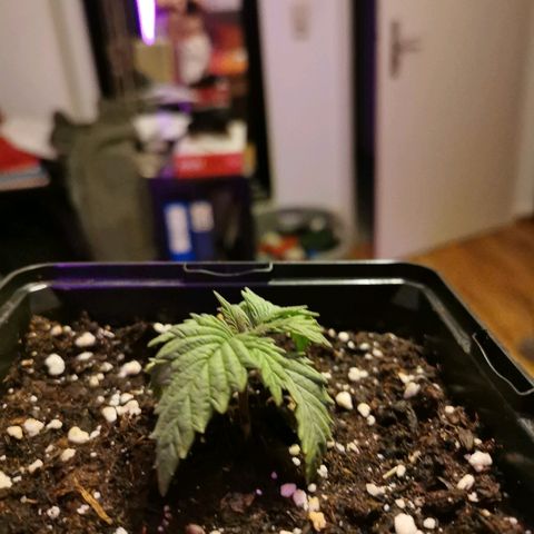 Royal Moby #2 growlog timeline photo