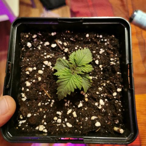 Royal Moby #2 growlog timeline photo