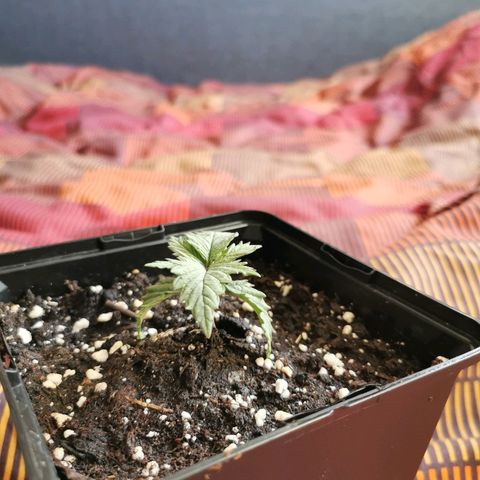 Royal Moby #2 growlog timeline photo