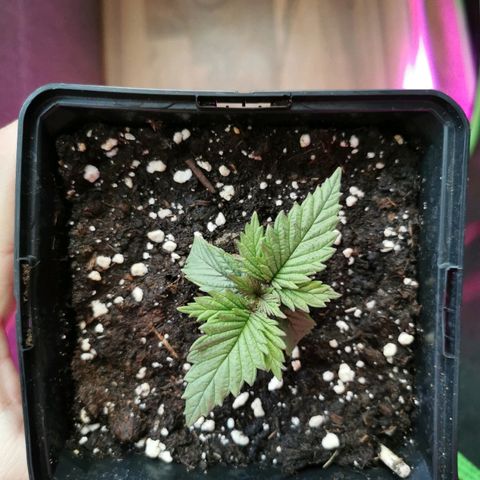 Royal Moby #2 growlog timeline photo