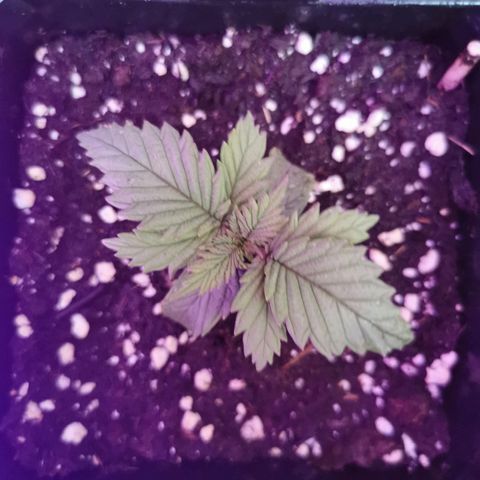 Royal Moby #2 growlog timeline photo