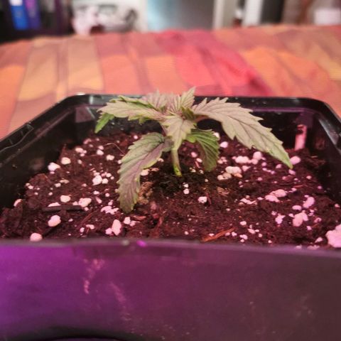 Royal Moby #2 growlog timeline photo