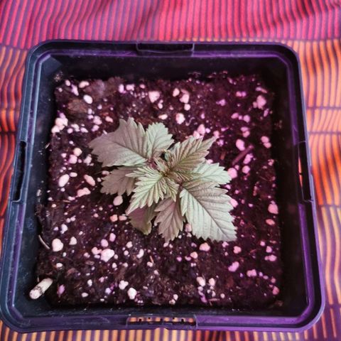 Royal Moby #2 growlog timeline photo