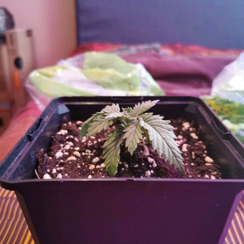 Royal Moby #2 growlog timeline photo