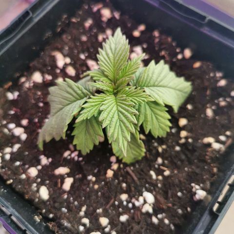 Royal Moby #2 growlog timeline photo
