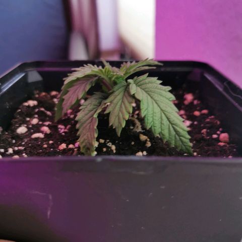 Royal Moby #2 growlog timeline photo