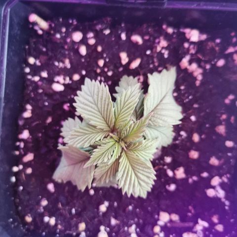 Royal Moby #2 growlog timeline photo