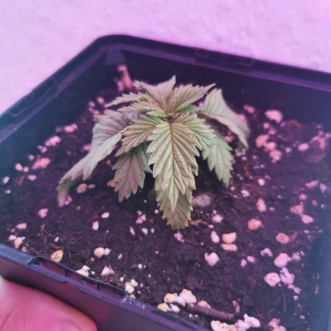 Royal Moby #2 growlog timeline photo