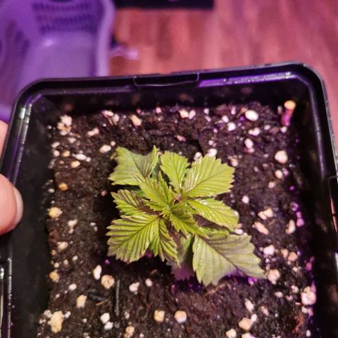 Royal Moby #2 growlog timeline photo