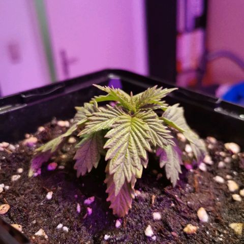 Royal Moby #2 growlog timeline photo