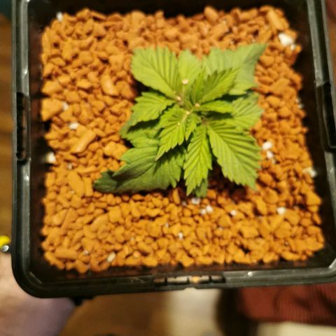 Royal Moby #2 growlog timeline photo