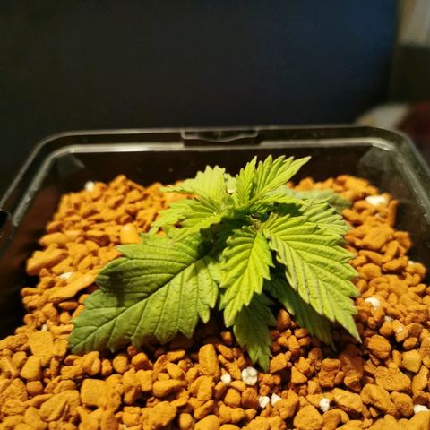 Royal Moby #2 growlog timeline photo