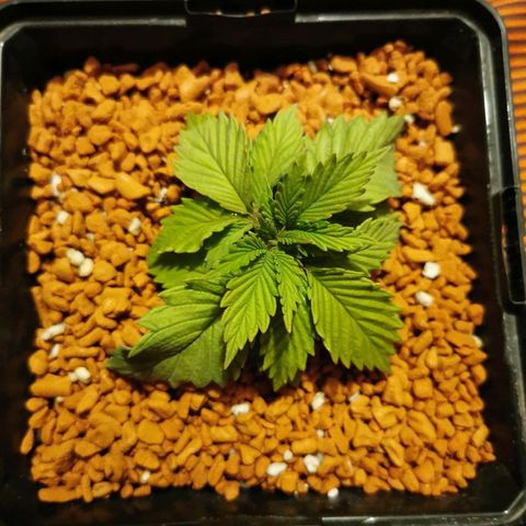 Royal Moby #2 growlog timeline photo
