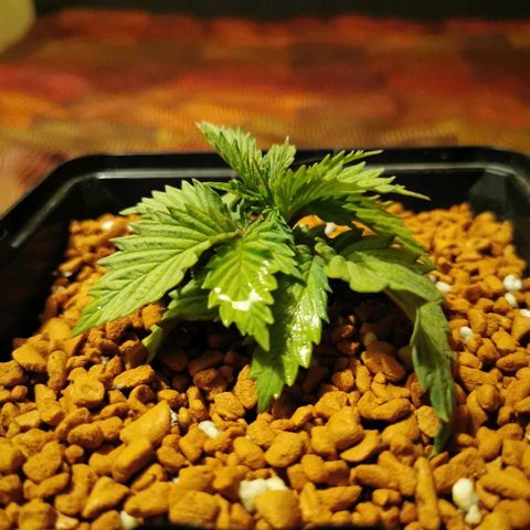 Royal Moby #2 growlog timeline photo