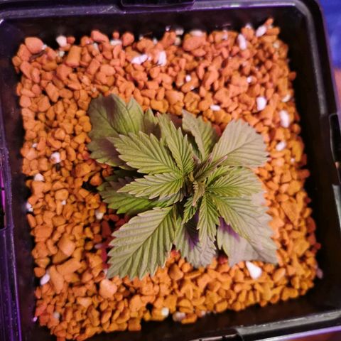 Royal Moby #2 growlog timeline photo