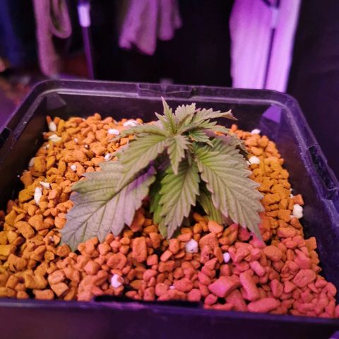 Royal Moby #2 growlog timeline photo