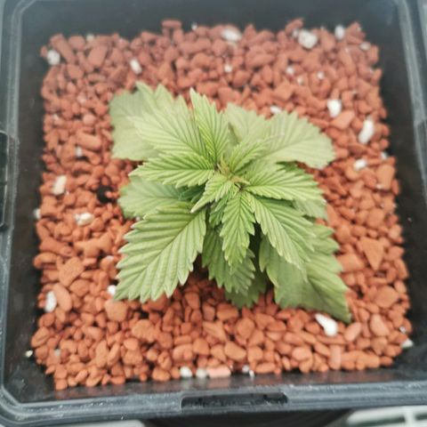 Royal Moby #2 growlog timeline photo