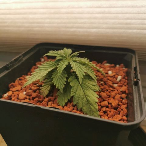 Royal Moby #2 growlog timeline photo