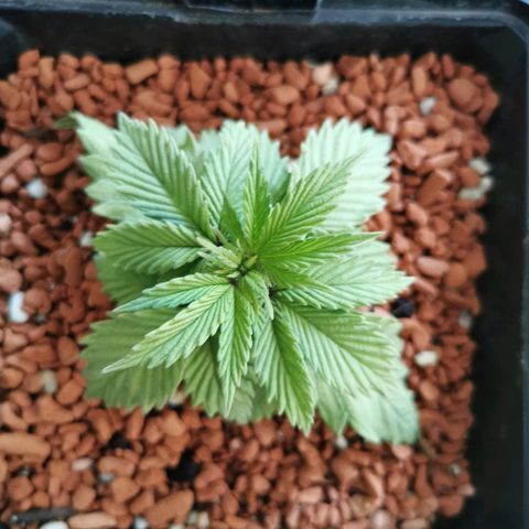 Royal Moby #2 growlog timeline photo