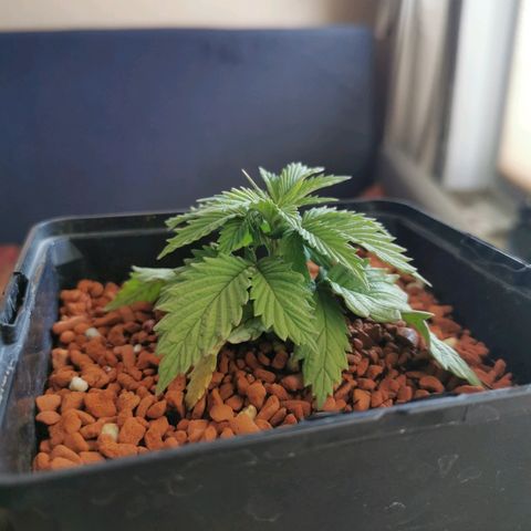 Royal Moby #2 growlog timeline photo
