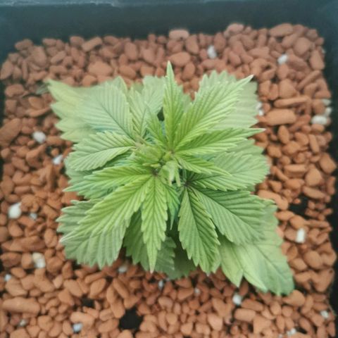 Royal Moby #2 growlog timeline photo