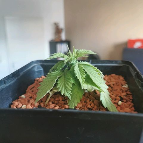 Royal Moby #2 growlog timeline photo
