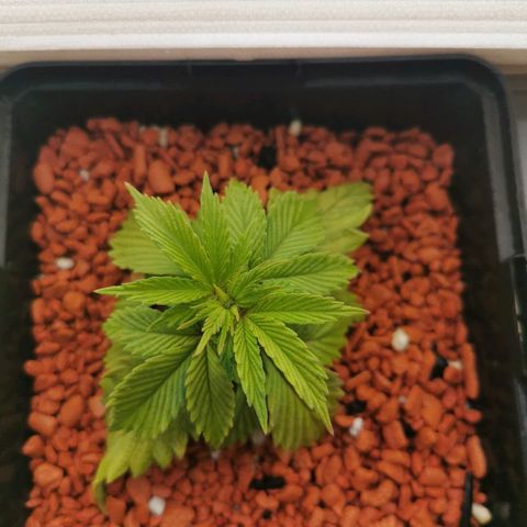 Royal Moby #2 growlog timeline photo