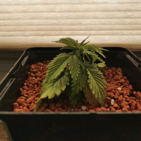 Royal Moby #2 growlog timeline photo
