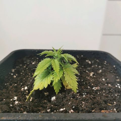 Royal Moby #2 growlog timeline photo
