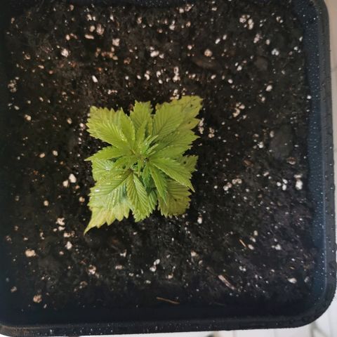 Royal Moby #2 growlog timeline photo