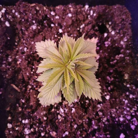 Royal Moby #2 growlog timeline photo