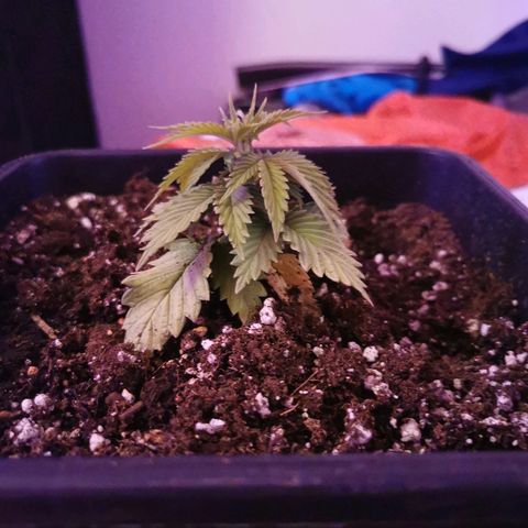Royal Moby #2 growlog timeline photo