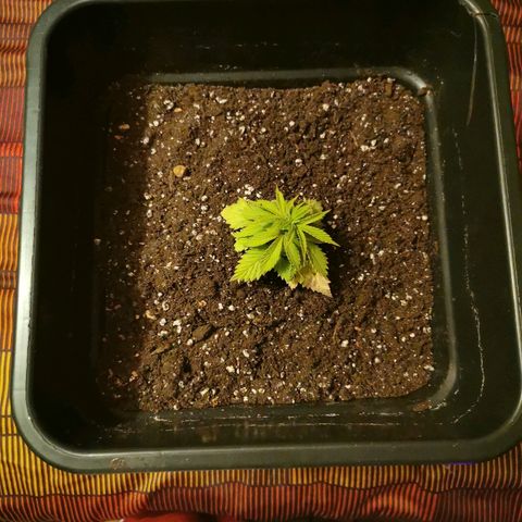 Royal Moby #2 growlog timeline photo