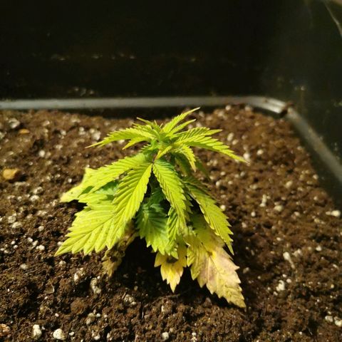 Royal Moby #2 growlog timeline photo