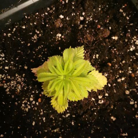 Royal Moby #2 growlog timeline photo