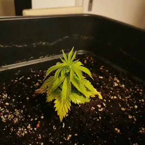 Royal Moby #2 growlog timeline photo