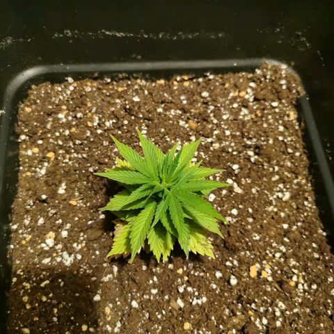 Royal Moby #2 growlog timeline photo