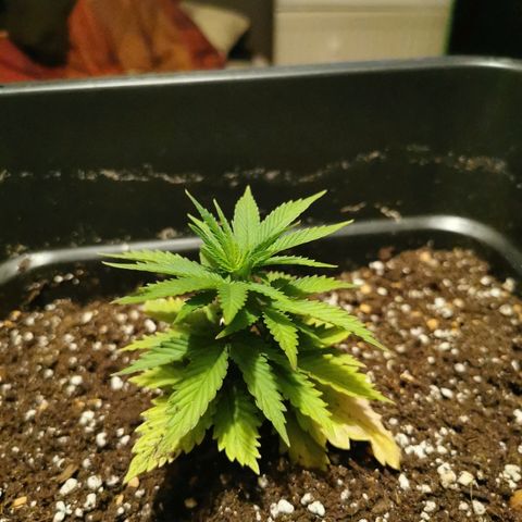Royal Moby #2 growlog timeline photo