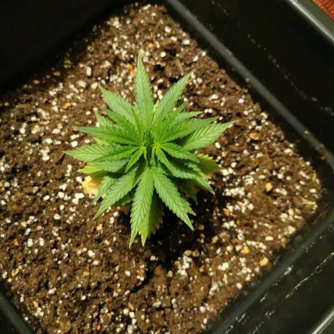 Royal Moby #2 growlog timeline photo