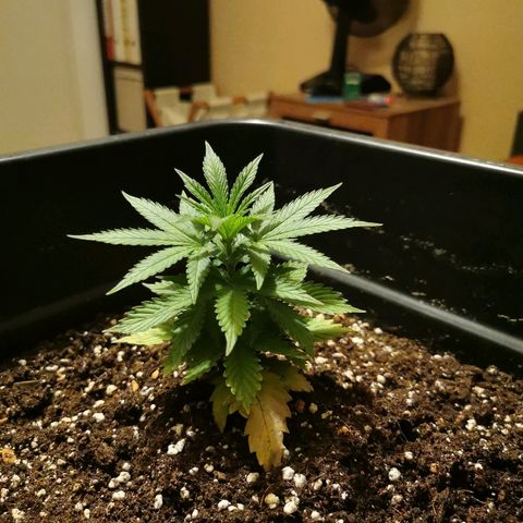 Royal Moby #2 growlog timeline photo