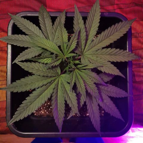 Royal Moby #2 growlog timeline photo