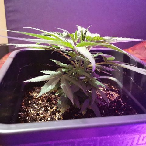 Royal Moby #2 growlog timeline photo